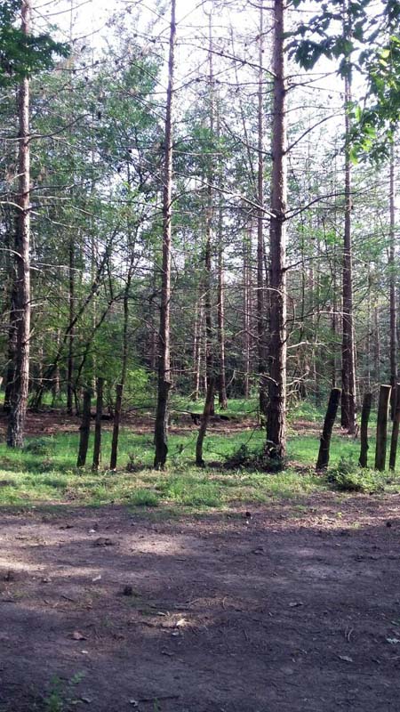 photo_2016_06_13_20_04_16.jpg (450×800)