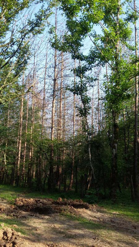 photo_2016_06_13_20_04_21.jpg (450×800)