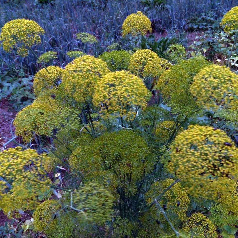 CM160610_17474106.jpg (950×950)