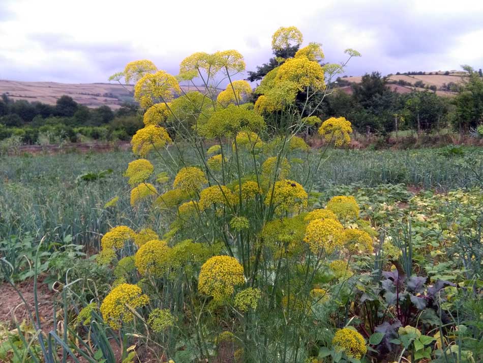 IMG_20160610_174239.jpg (950×713)