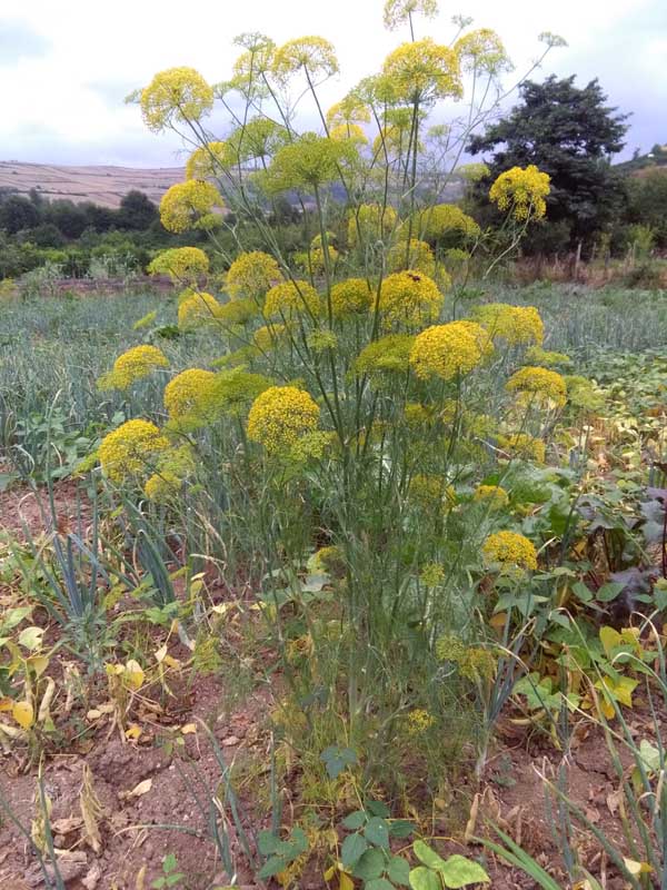 IMG_20160610_174252.jpg (600×800)