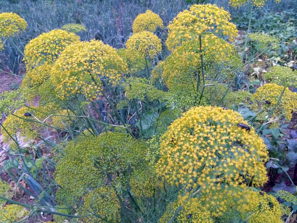 IMG_20160610_174304.jpg (950×713)