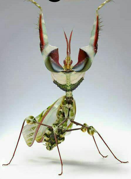 http://s7.picofile.com/file/8256141042/%D9%85%D8%A7%D9%86%D8%AA%DB%8C%D8%B3.jpg