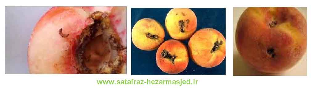 www.sarafraz-hezarmasjed.ir آفات بادام