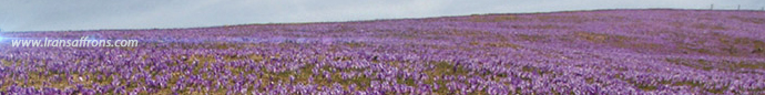 The Saffron Road
