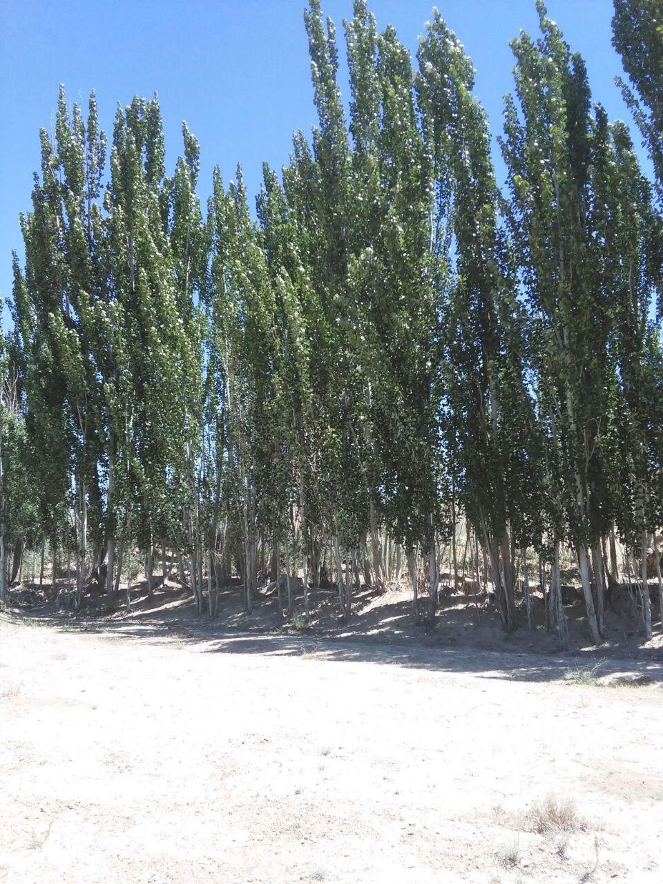 سرو های استوار سرو های استوار