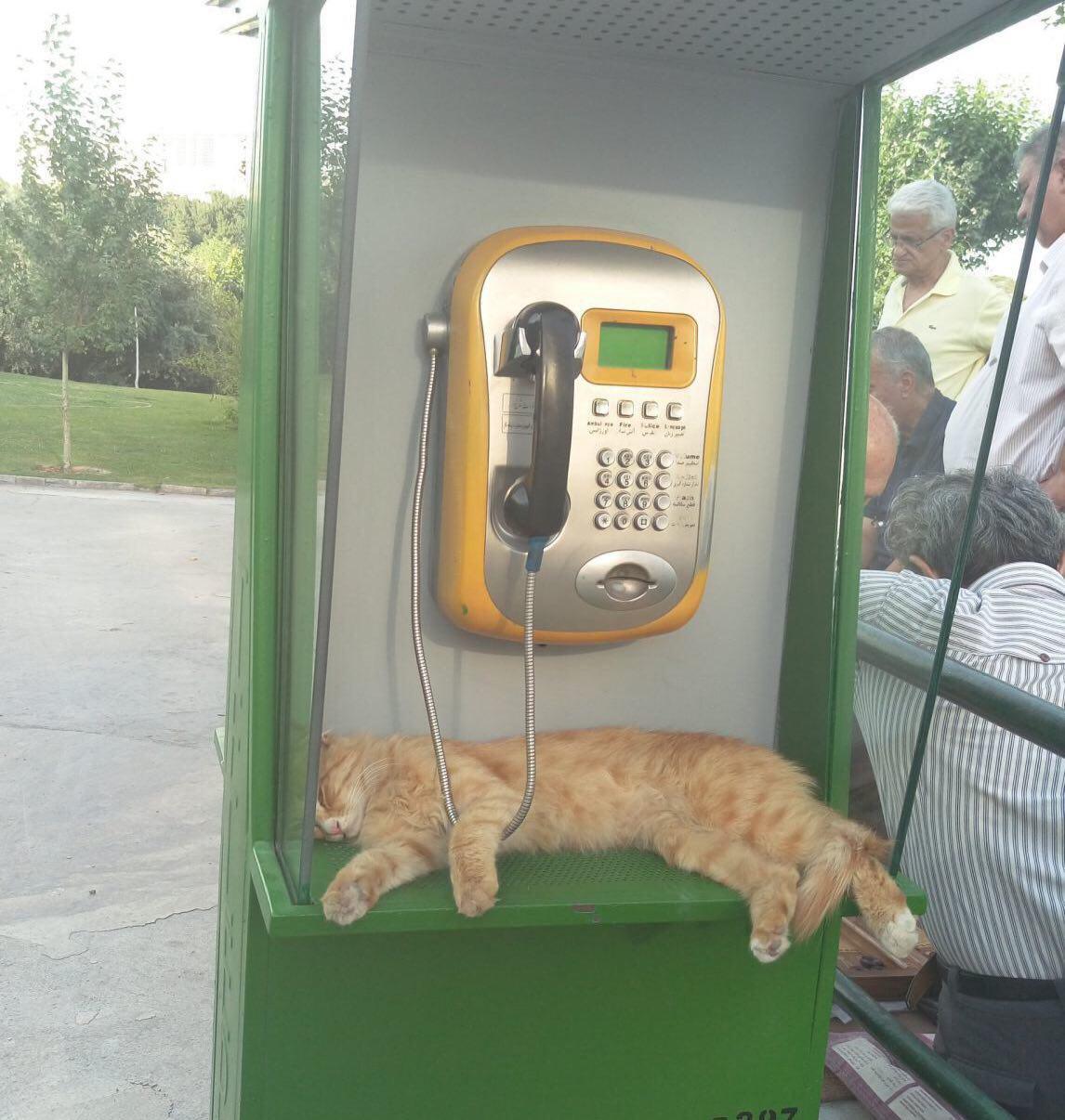 http://s7.picofile.com/file/8256881618/%DA%AF%D8%B1%D8%A8%D9%87_%D8%A7%DB%8C.jpg