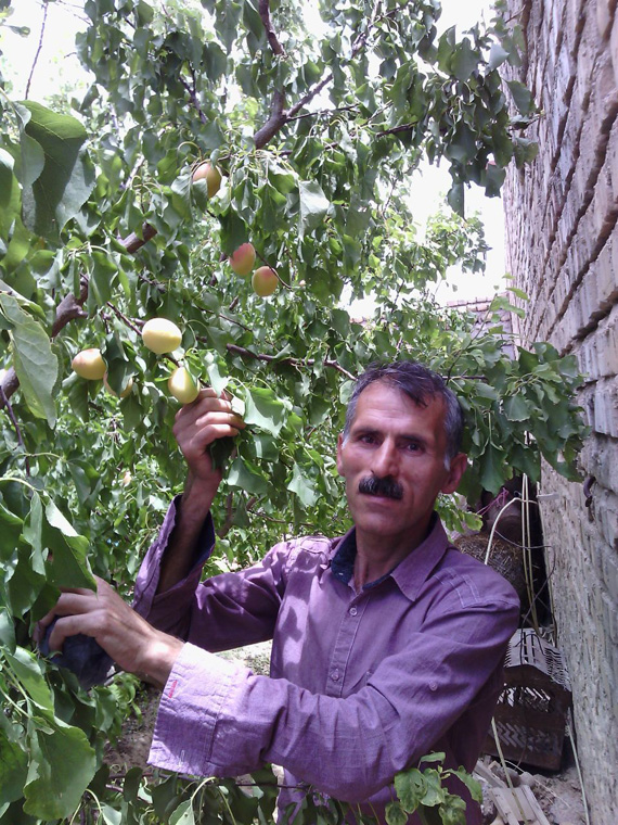 برداشت زردآلوهای ۱۰۰ گرمی توسط کشاورز گرمهای / تصاویر