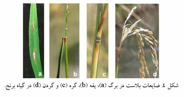 آثار و شواهد بیماری بلاست برنج (Pyricularia grisea)