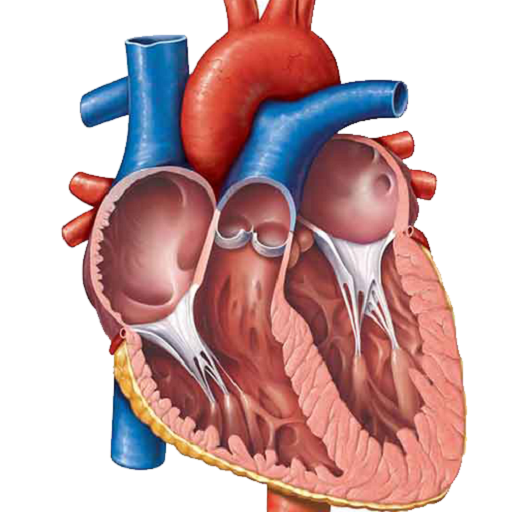 کتاب اندرویدی سیستم قلب و عروق