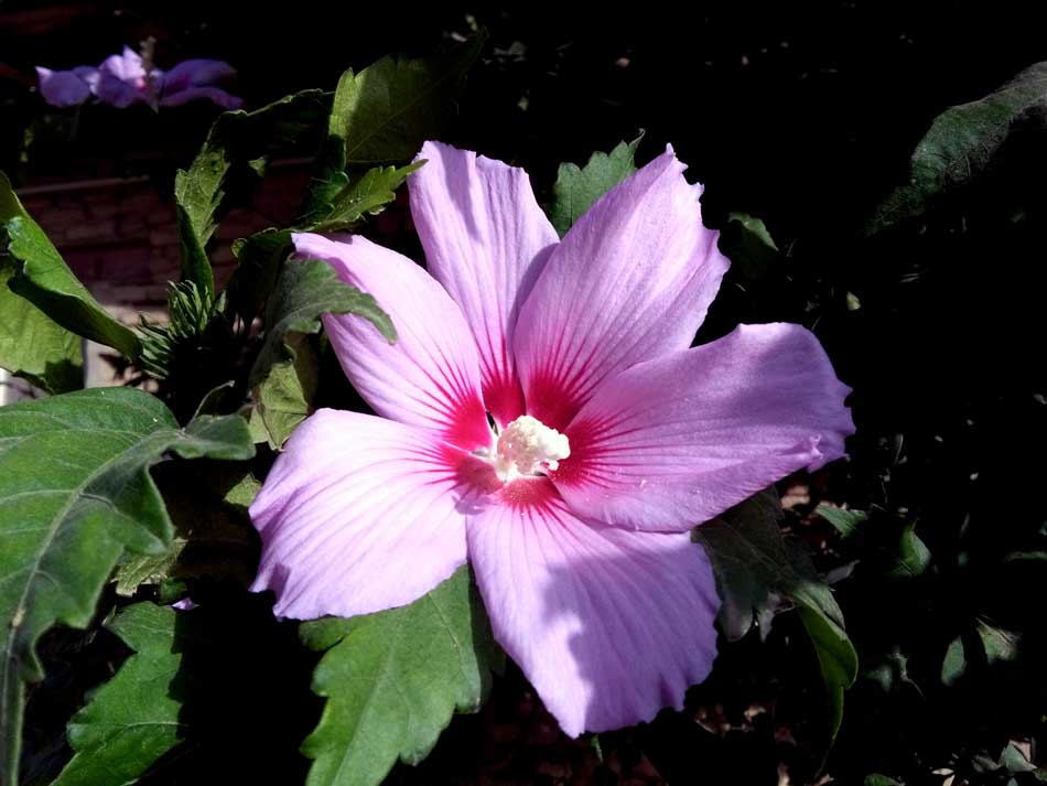 IMG_20160620_075555.jpg (950×713)