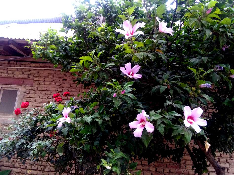 IMG_20160626_150518.jpg (950×713)