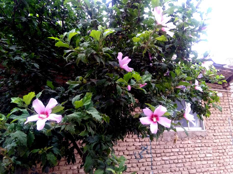 IMG_20160626_150532.jpg (950×713)