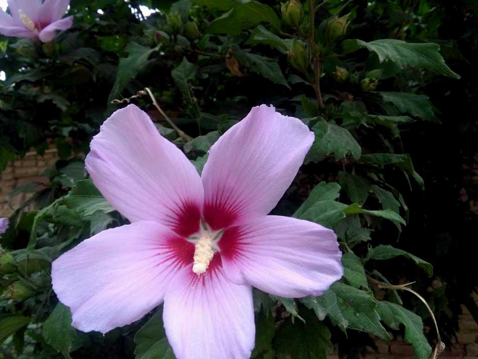 IMG_20160626_150550.jpg (950×713)