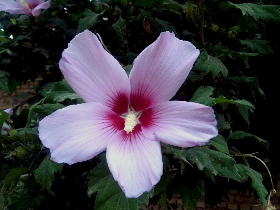 IMG_20160626_150555.jpg (950×713)