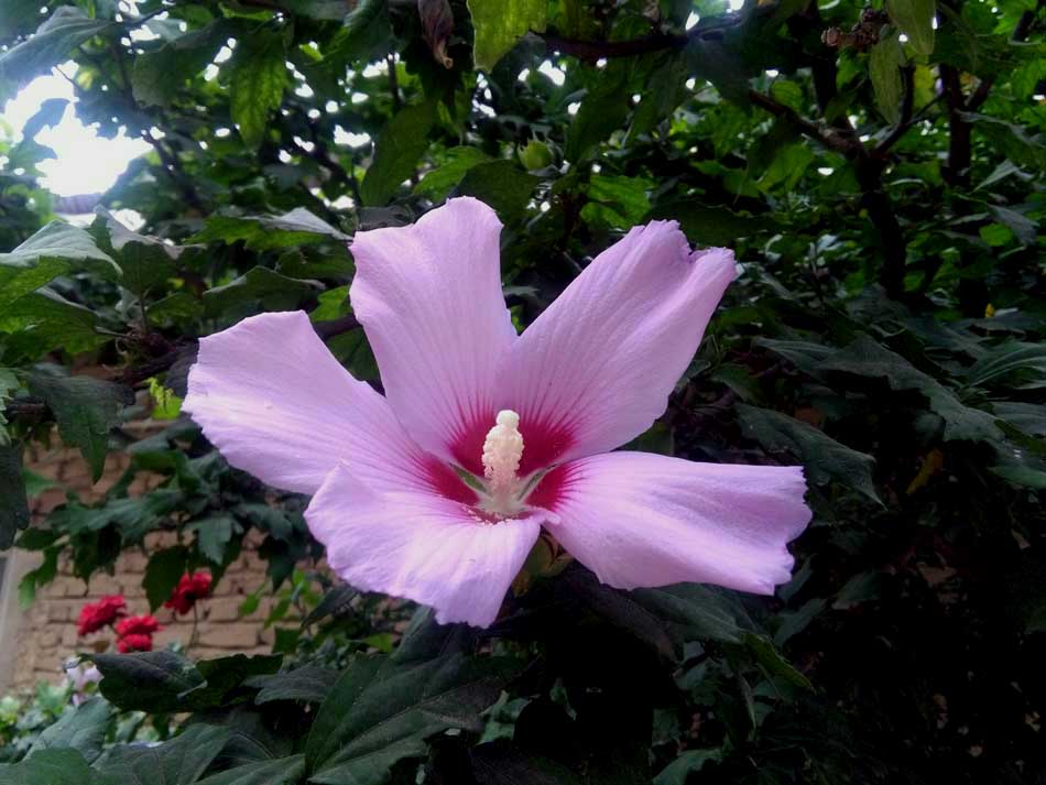 IMG_20160626_150606.jpg (950×713)