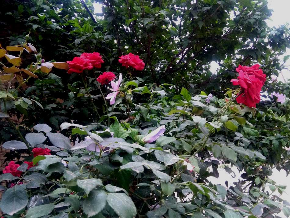 IMG_20160626_150632.jpg (950×713)