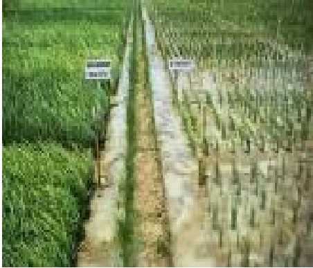 کمبود در برنج و بهترین نحوه مصرف کود در زراعت برنج