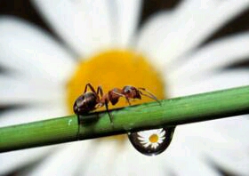  نصيحت مورچه به پيغمبر خدا