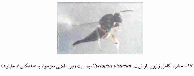 Cyrtoptyx pistaciae (Pteromalidae
