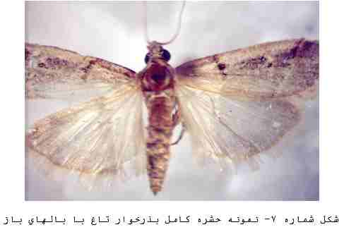 (پروانه بذرخوار تاغ) Proceratia caesariella Rogonet
