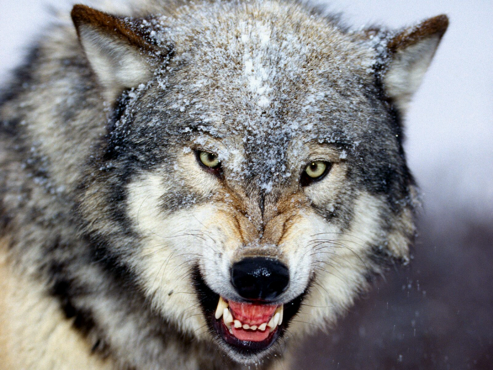 : شبيخون گرگ ها در طالقان