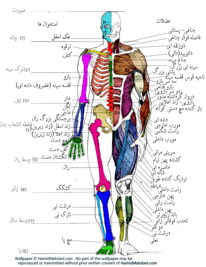 اطلس 3 بعدی آناتومی بدن انسان