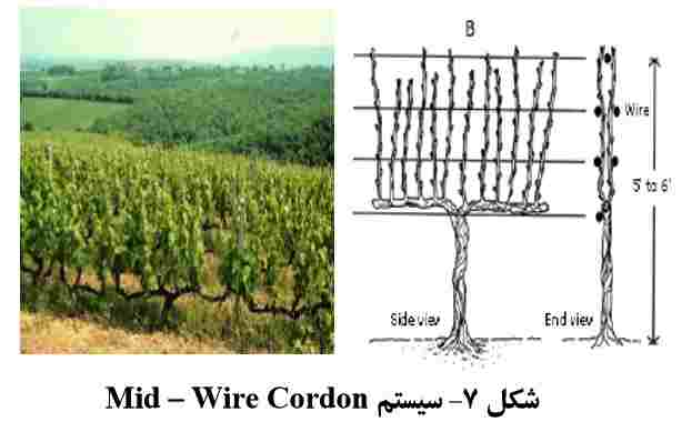 سیستم Mid – Wire Cordon