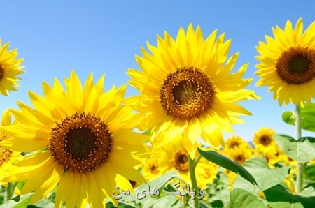 وبلاگ های من