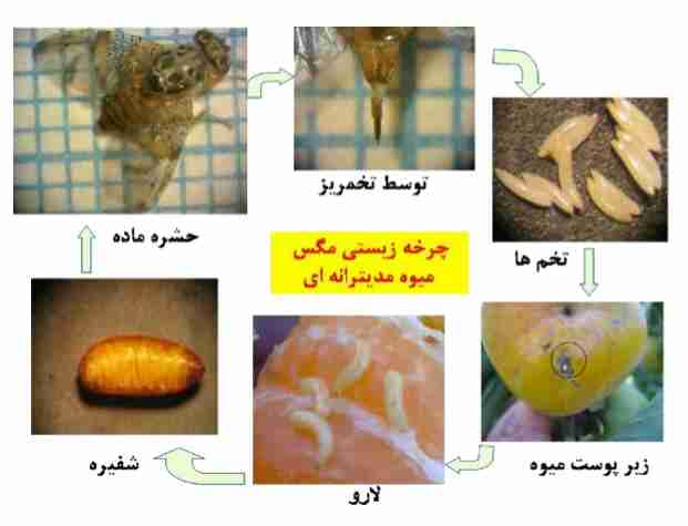 چرخه زیستی مگس میوه مدیترانه ای