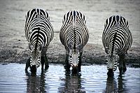 Three_Zebras_Drinking.jpg