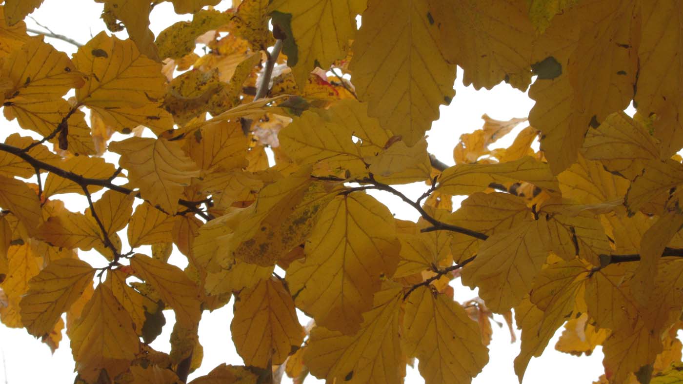 1_8_.jpg (1400×787)