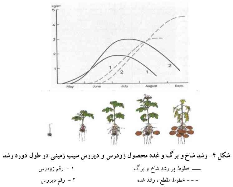 رشد شاخ و برگ و غده محصول زودرس و دیررس سیب زمینی در طول دوره رشد