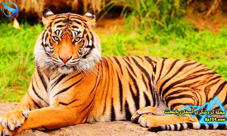 باغ وحش جیپور قدیمی ترین باغ وحش هند