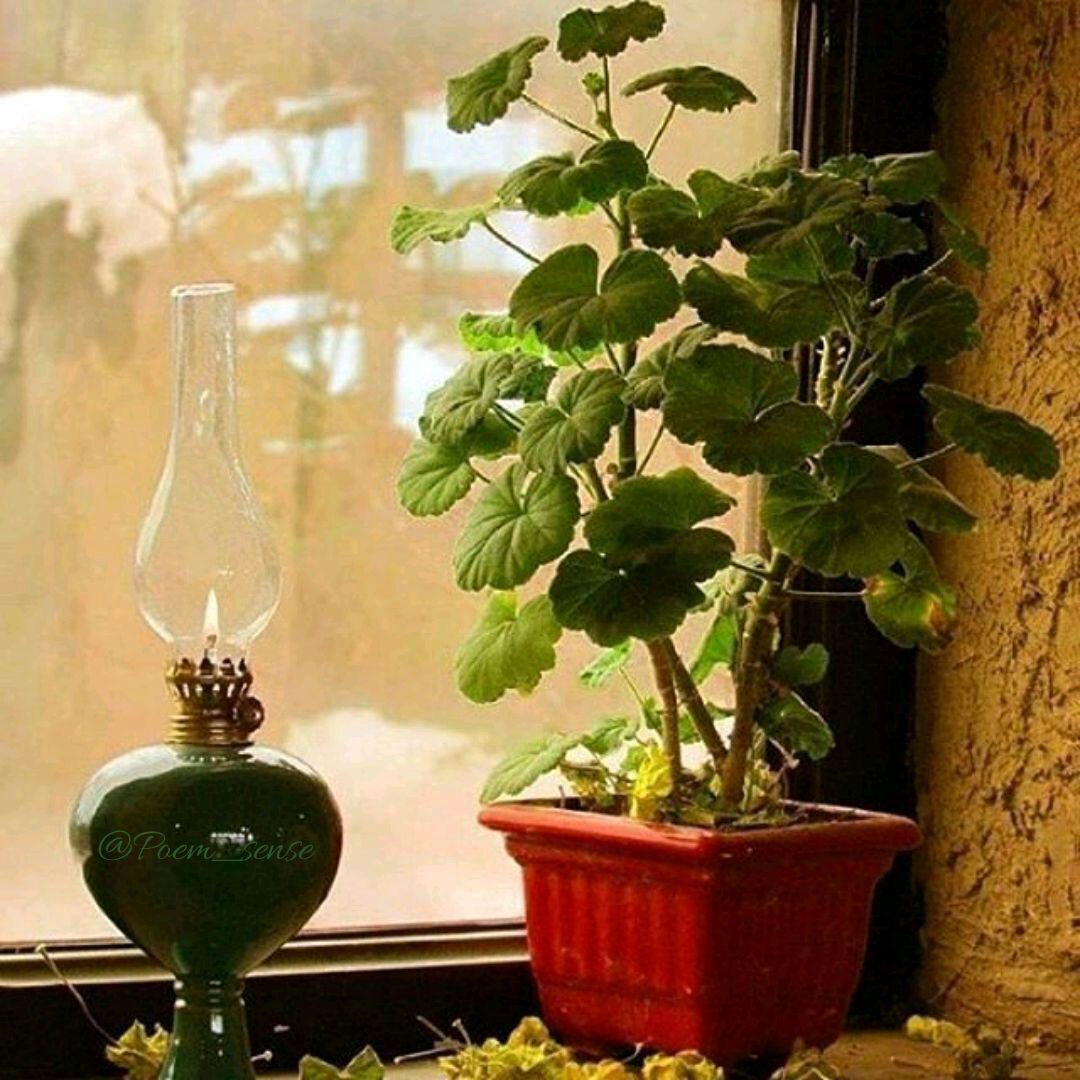 عین . شین . قاف