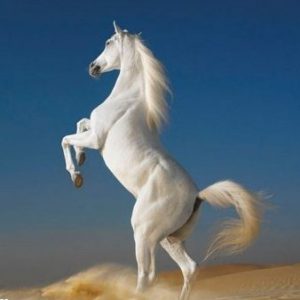 داستان جالب و آموزنده اسب زیبا