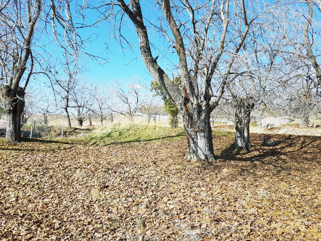 آرتیمان زیبا