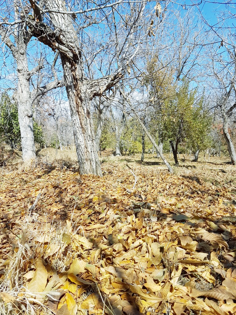 آرتیمان زیبا