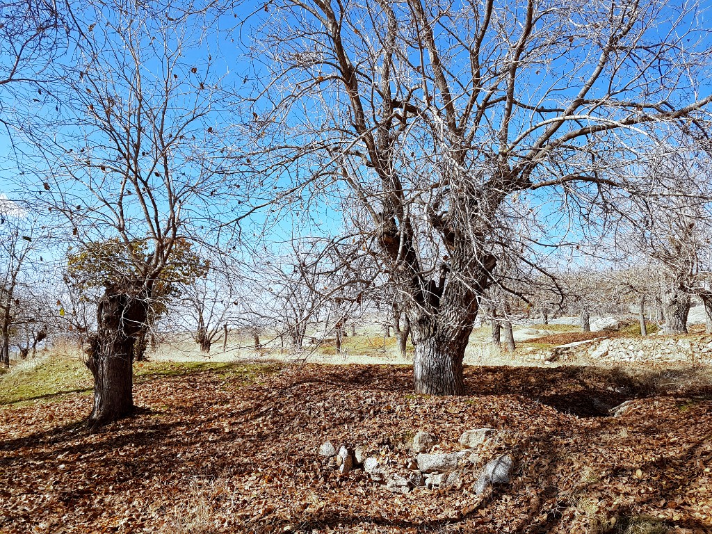 آرتیمان زیبا