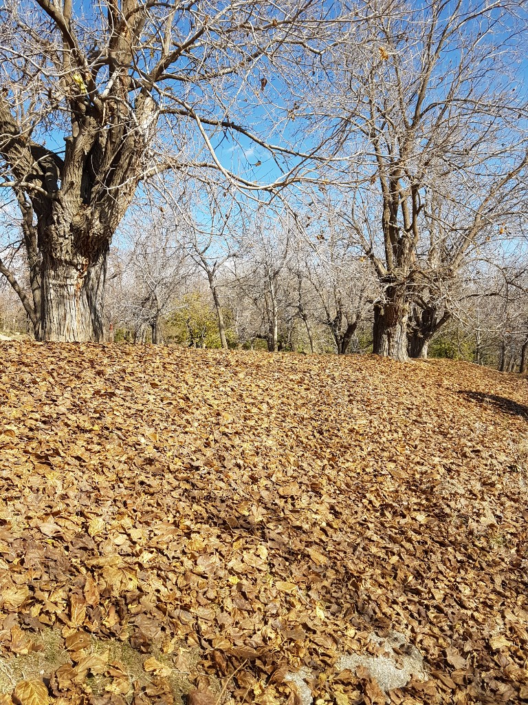 آرتیمان زیبا