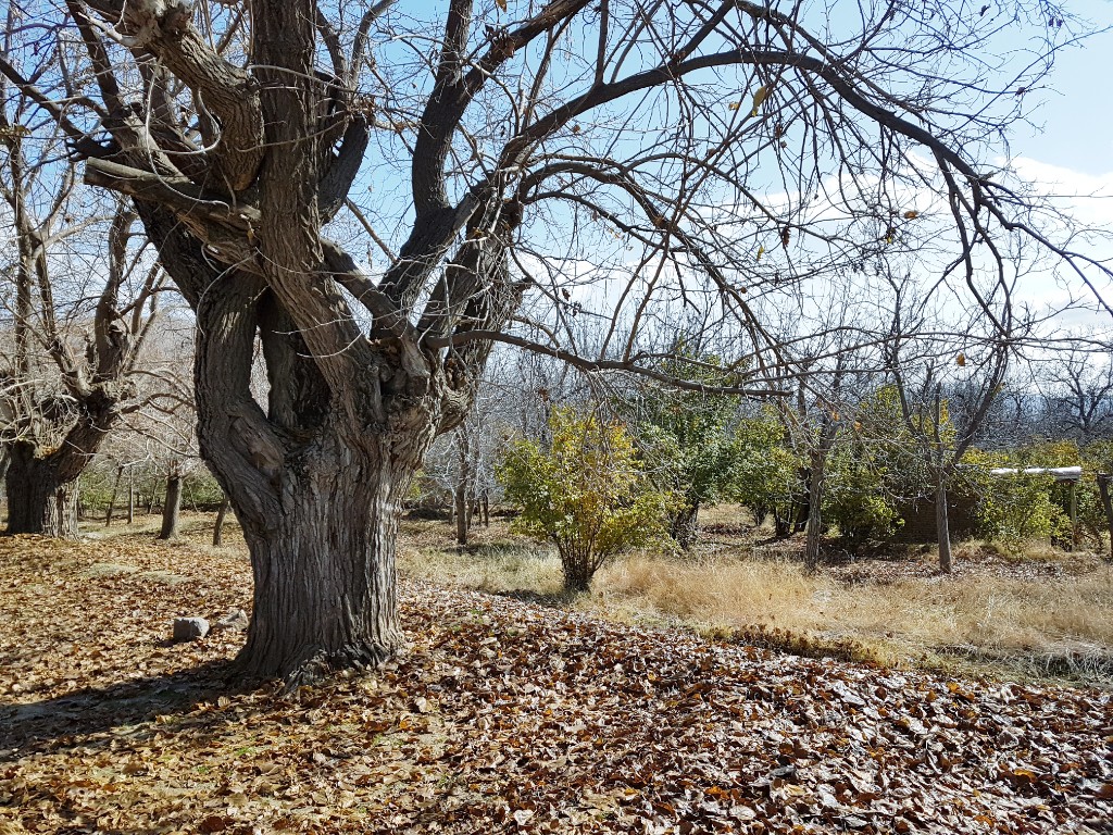 آرتیمان زیبا