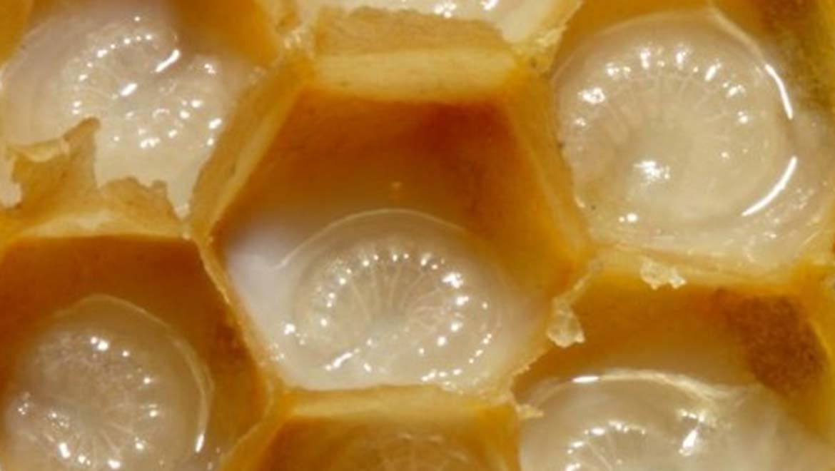 لارو زنبور عسل غوطه ور در ژل رویال