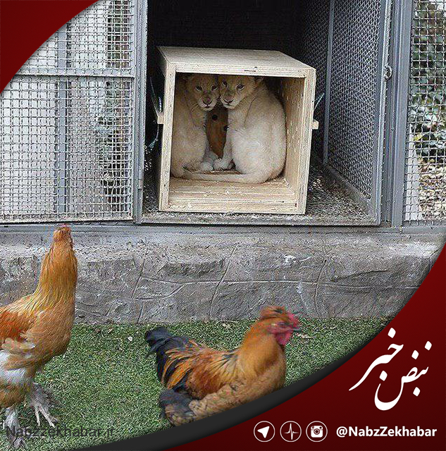 وحشت بچه شیرهای سفید آفریقایی از خروس های ایرانی! 1 2222558