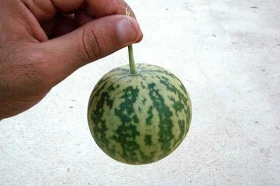 یلدایی