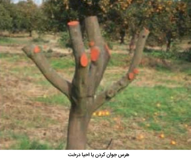یکی از روشهای هرس مرکبات هرس جوانسازی به منظور احیا درخت می باشد