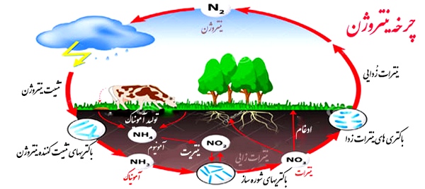 تحقیق در مورد چرخه ی نیتروژن - پایه نهم تحقیق در مورد چرخه ی نیتروژن - پایه نهم