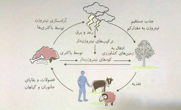 تحقیق در مورد چرخه ی نیتروژن - پایه نهم تحقیق در مورد چرخه ی نیتروژن - پایه نهم