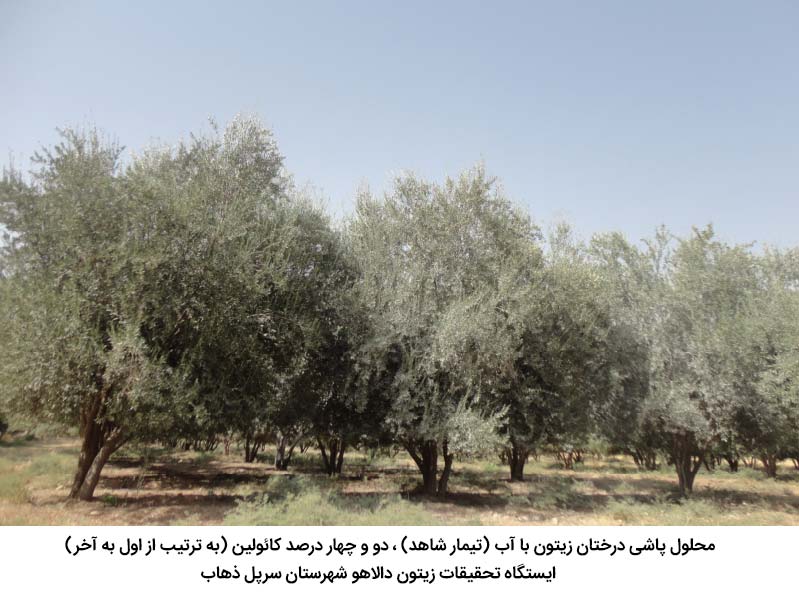 محلولپاشی درختان زیتون با محلول کائولین