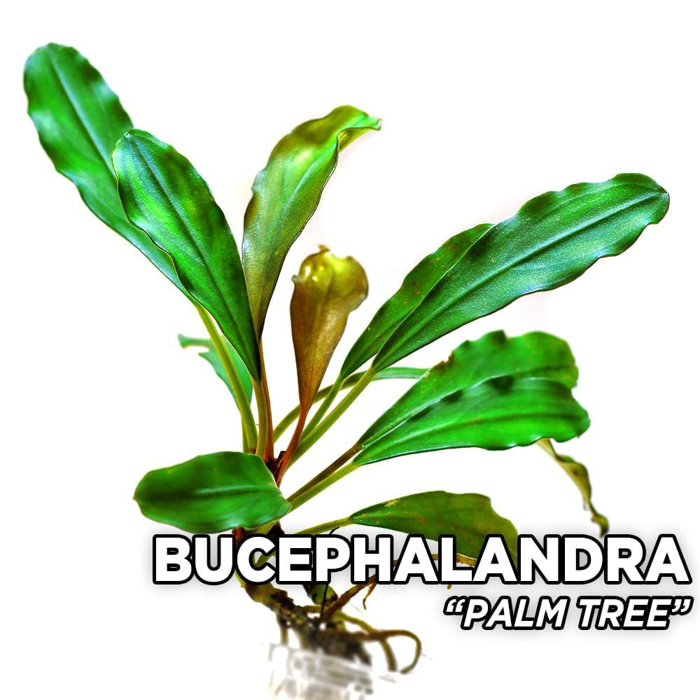 بوسفلاندرا درخت نخل/Bucephalandra Palm Tree