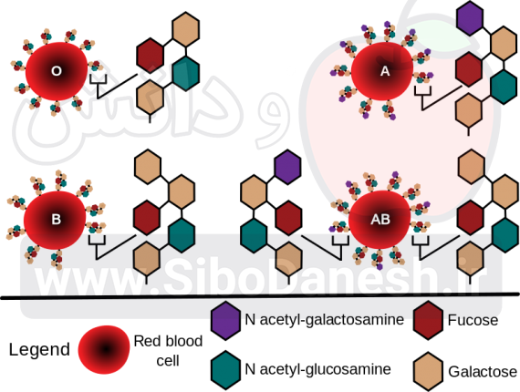 ساختار شیمیایی آنتی ژن های گلبول های قرمز در گروه خونی های مختلف
